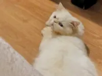 Ömürlük yuva arıyorum