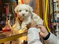 Maltese terrier yavru