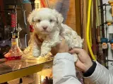 Maltese terrier yavru