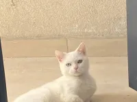 Biritish kedimiz için yuva arıyoruz.