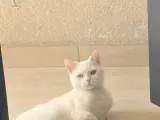 Biritish kedimiz için yuva arıyoruz.