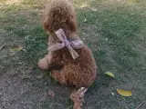 Toy poddle aşıları tam erkek 7 aylık