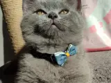 Ayı surat safkan son yavrumuz