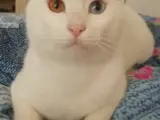 Acil Yuva Arıyoruz!