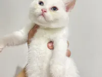 British shorthair kar beyaz kuzu