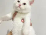 British shorthair kar beyaz kuzu