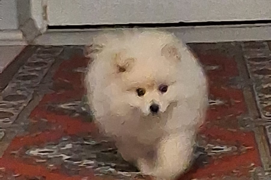 Dünya tatlısı 2,5 aylık pomerian boo 3