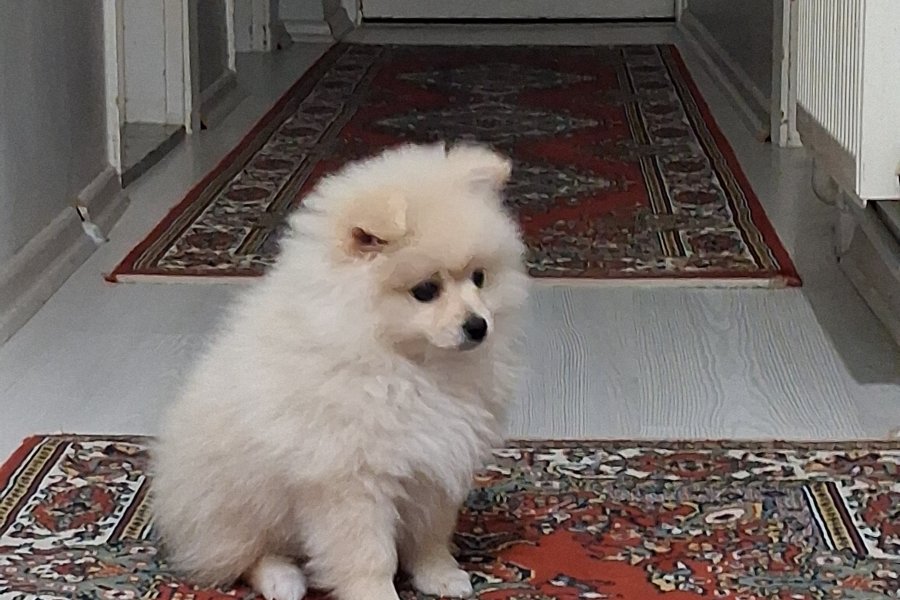 Dünya tatlısı 2,5 aylık pomerian boo 1