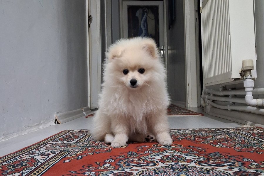 Dünya tatlısı 2,5 aylık pomerian boo 2