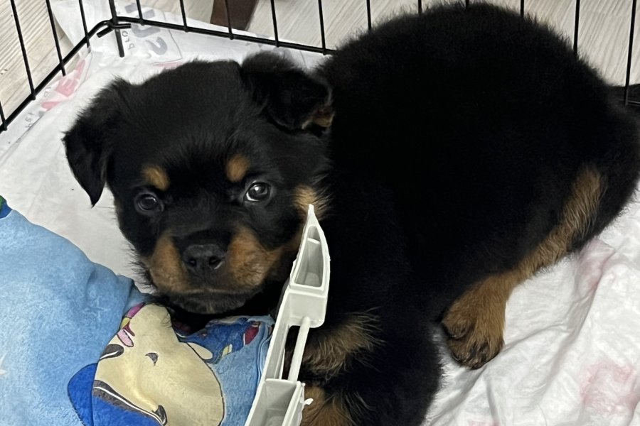 Sevimli Rottweiler Yavrumuz Yeni Yuvasını Arıyor! 3