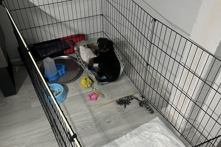 Sevimli Rottweiler Yavrumuz Yeni Yuvasını Arıyor! 2