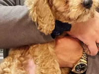 Toy poodle