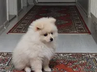 Dünya tatlısı 2,5 aylık pomerian boo