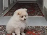 Dünya tatlısı 2,5 aylık pomerian boo