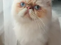 safkan iran erkek