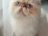 safkan iran erkek