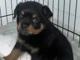 Sevimli Rottweiler Yavrumuz Yeni Yuvasını Arıyor!