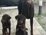 Safkan kızıl bebekler