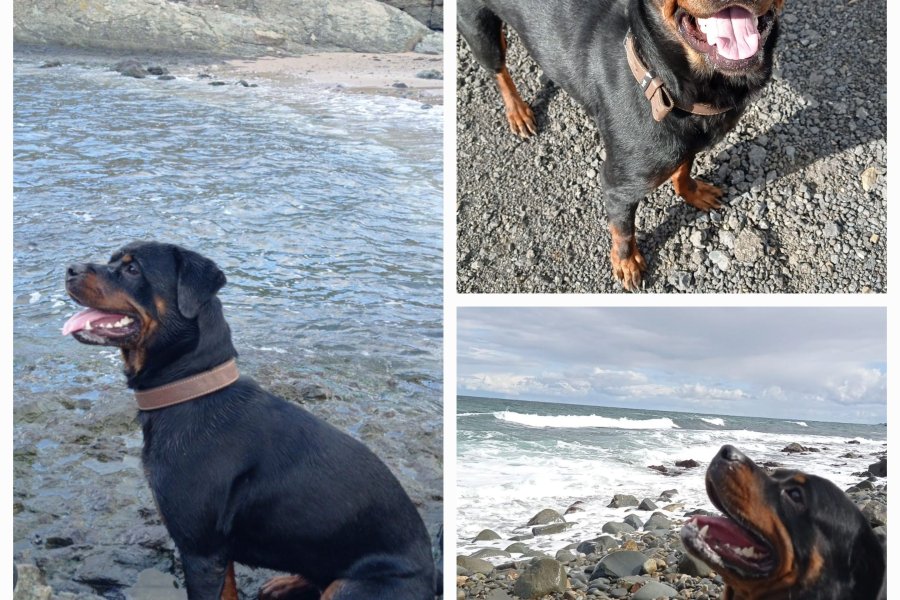 Safkan Rottweiler Enerjik Kızımız Yuva Arıyor 1