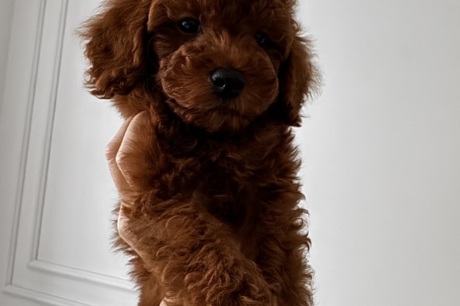 Red brown toy poodle 2.5 aylık erkek yavru 2