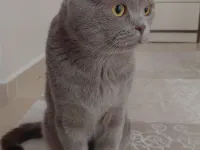 Scottish fold lilac