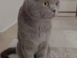 Scottish fold lilac