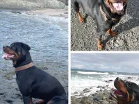Safkan Rottweiler Enerjik Kızımız Yuva Arıyor