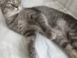 Scottish fold kedimiz için yuva arıyoruz