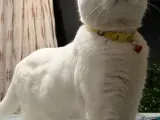 Sahiplendirme British Van melezi kedi