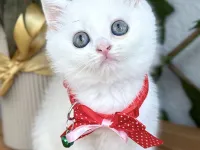 DİKKAT AŞIK OLURSUNUZ DİŞİ ERKEK BEBELER
