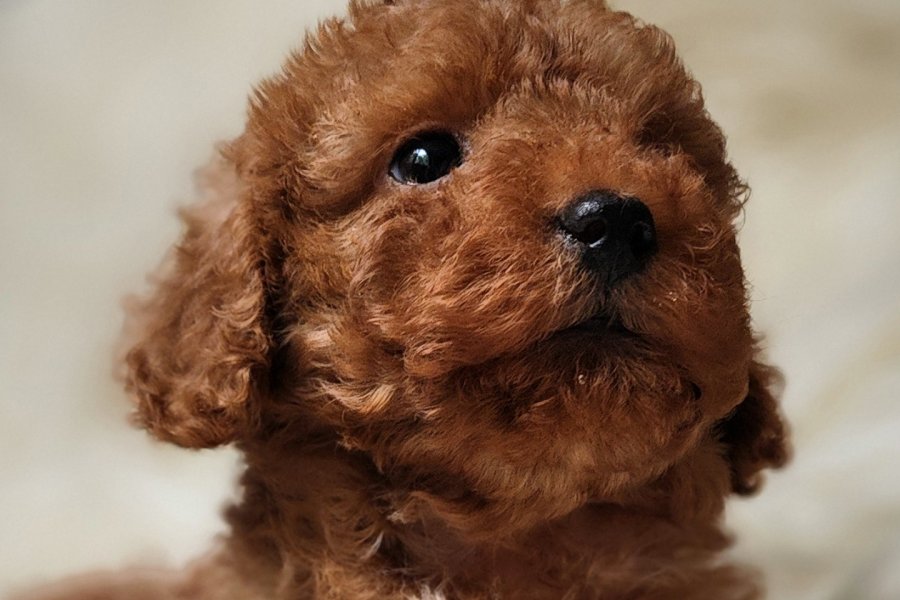 Sevimli Toy Poodle Yavrumuz 2