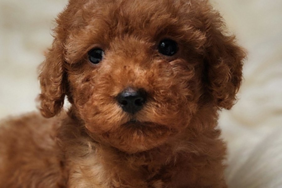 Sevimli Toy Poodle Yavrumuz 3