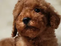 Sevimli Toy Poodle Yavrumuz