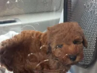 Toy poddle bakamadığımız için veriyoruz