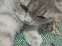 Acill yuva arıyorum