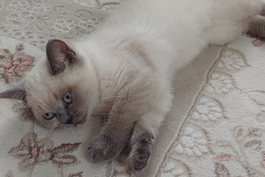 British blue point 2