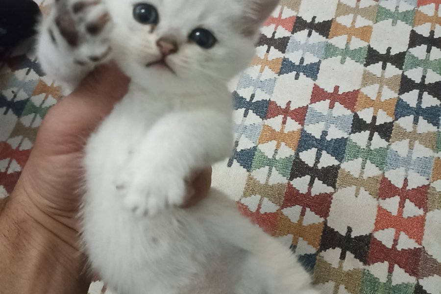 Bellamızın yavruları 2