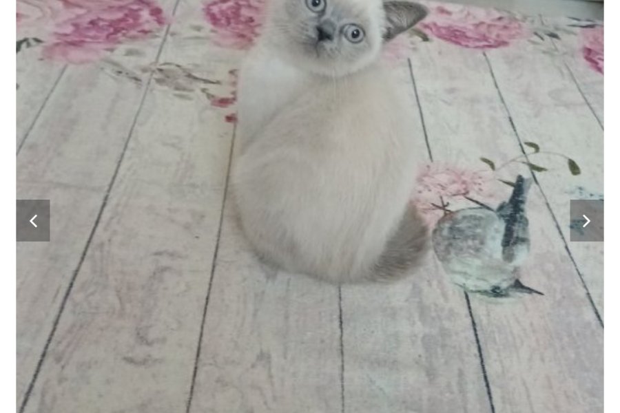 British blue point 3
