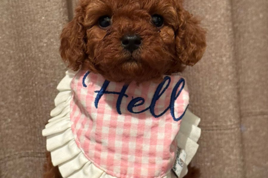 Dişi Poodle 2
