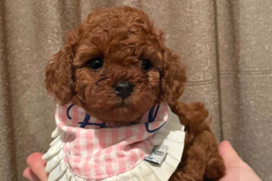 Dişi Poodle 1