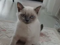 British blue point