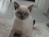 British blue point