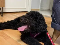 TOY POODLE 1 yasinda ucretsiz sahiplendirme