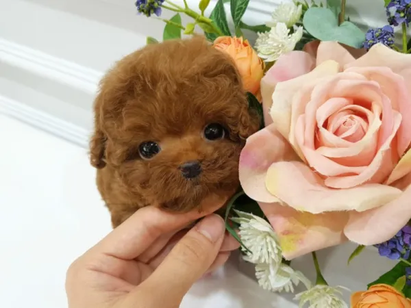 İSTANBUL KAPIDA ÖDEMELİ TOY POODLE BEBEKLERİM