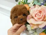 İSTANBUL KAPIDA ÖDEMELİ TOY POODLE BEBEKLERİM