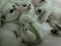 Bellamızın yavruları