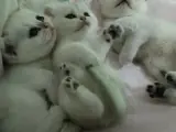 Bellamızın yavruları