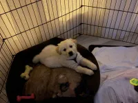 Golden 2 aylık