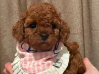 Dişi Poodle