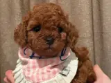 Dişi Poodle